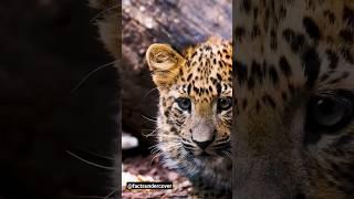 Secrets of the Jaguar। Nature's Stealthy Marvel  #shorts #jaguarfacts #wildlifewonders