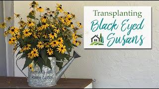 Transplanting Black Eyed Susans - 