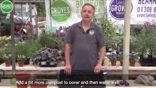 Groves Bulbs September 15HD 720p