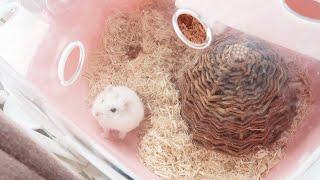 ADOPTING A HAMSTER *His Cage Is Amazing* | 2019