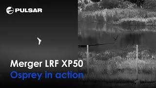 Observing osprey in action | Merger LRF XP50 | By Night Vision Viking