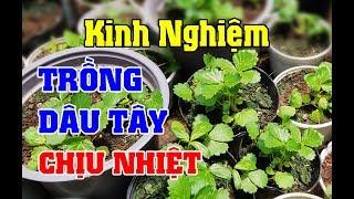 Chia sẻ kinh nghiệm trồng dâu tây chịu nhiệt.