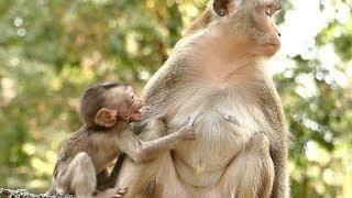 Poor Alba Baby Screaming Loudly | Baby Beg Milk Mother Feeding | Monkey Crying