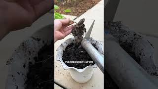 花盆种线椒方法#阳台小院均可种植