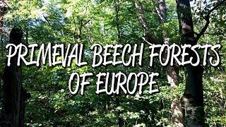 Primeval Beech Forests of Europe - UNESCO World Heritage Site