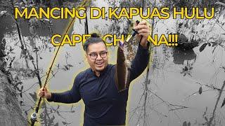 BERBURU ikan TOMAN BABON di KAPUAS HULU LANGSUNG!!!!!