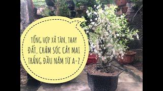 XẢ TÀN, THAY ĐẤT, CHĂM SÓC CÂY MAI TRẮNG SAU TẾT CHI TIẾT NHẤT - NHẤT CHI MAI