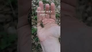 Майский жук
