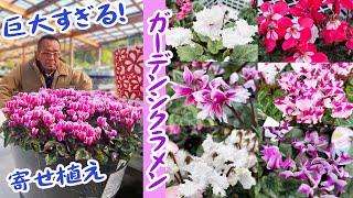 【可愛いガーデンシクラメン6選】最近の品種はどれも魅力的！寄せ植え、花壇で春まで楽しもう【グリーンプラザ山長】