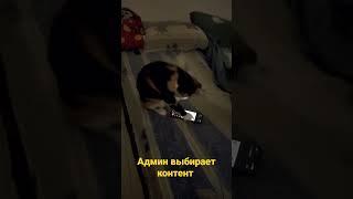 главный помощник админа в поиске контента #shorts