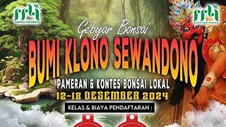 Pamlok Bonsai Ponorogo - GEMBYAR BONSAI BUMI KLONO SEWANDONO 2024 #zukazukabalibonsai