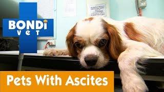 How To Manage Your Pet With Ascites | Pet Health