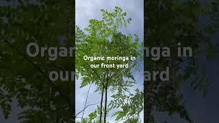 #food #travelvlog #moringa #healthy #travel #cooking #delicious #yummy #traveltophilippines