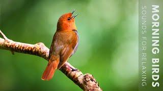 24 Hours of Beautiful Birds (No Music) Relaxing Nature Sounds, Chirping Birds