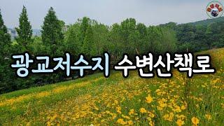 수원 가볼만한 곳 추천,  금계국 활짝 핀 광교저수지 수변산책로