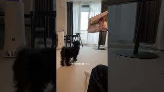 犬の映画を観る犬