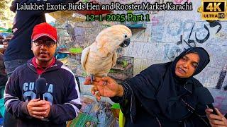 Lalukhet Exotic Birds Hen and Rooster Market 12-1-2025 Karachi Part 1 Lates Updates