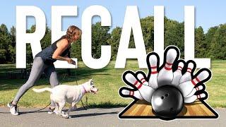 Easy & Fun Way To Improve Your Dogs Recall: Bowling For Treats