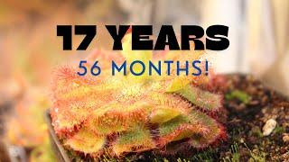 Drosera Cuneifolia Time Lapse (17 years, 56 months) - Sundew, Carnivorous Plant