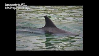 The secret life of dolphins: What 50 years of research is uncovering in Sarasota Bay