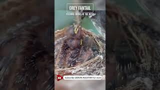 Bird Feeding Grey Fantails #shorts