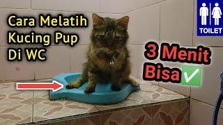 Cara Training Kucing Pup Di WC‼️ | Cara Mengajarkan Kucing Pup Di WC | Melatih Kucing Pup Di Toilet