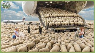 How Millions of Sheep Are Transported – Incredible Livestock Cattle Transporting Technology