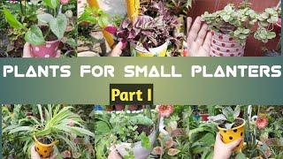 13 plants that grows easily in small planters||Gardening|| Alisha's Art||India