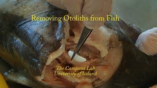 Otolith removal from cod and charr