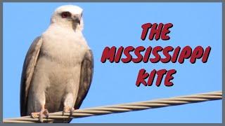 The Mississippi Kite: Everything You Need to Know | Adult/Juvenile, Flying, Call/Sound, Attack, Nest