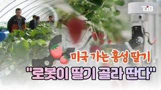 "로봇이 딸기 골라 딴다"..미국 가는 홍성 딸기｜ TJB 대전·세종·충남뉴스
