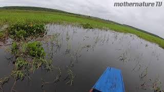 Giant Snakehead Fishing in Thailand Amazing Buzzbait Topwater Strikes