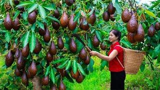 Harvesting Avocado & Goes To Market Sell | Gardening And Cooking | Lý Tiểu Vân