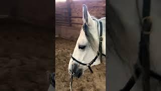 ️ #youtubeshorts #horse #лошади #кони #топ #семья #рекомендации