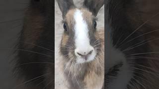 Rabbit house farm #birds #shortvideo