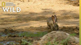 Harris's Hawks Hunt a Jackrabbit | The Desert Sea