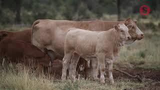 Simmental at Gowrie