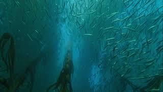 Salish Sea in Focus: Forage Fish and the Food Chain (Narrated by Joe Gaydos)