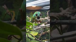 Things I wish people knew before getting a chameleon