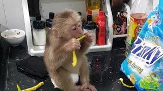 Bita monkey is very clever, everyone - DAD AND MONKEY BITA