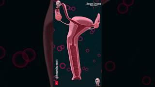 Female Reproductive System (Uterus and Ovaries) ‍️