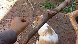 bunny ko pkadna ke Koshish  pets vlog