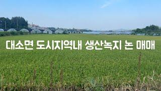 대소면 도시지역내  생산녹지 논매매