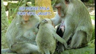 Why ? Why ? Jane warn Janet again & again but Janet can't forget milk & warm chest.