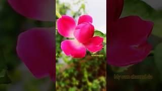 இந்த பூ பாத்திருக்கீங்களா  comment ல சொல்லுங்க #rose #garden  #adventure #travel #explore #nature