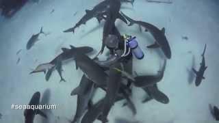 Cristina Zenato the 'Shark Whisperer'