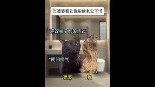 当婆婆看到我指使老公干活 #猫meme #猫meme小剧场 #婆媳  #funny #故事 #cat  #貓 #搞笑 #cute  #迷恋 #animals #pets