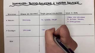 Blood glucose hormones