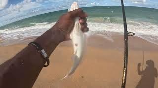 Fighting Threw The Bumperfish To Get Some Keeper Fish At Flagler Beach