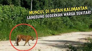 Kok Bisa? Harimau Sumatera Terlihat di Kalimantan, Hebohkan Warga Sekitar